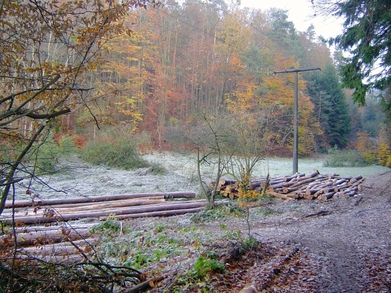 Kulturweg im Forst