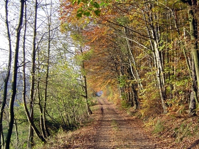 Waldweg bei Waldmichelbach
